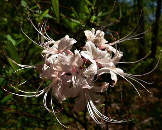 {Rhododendron canescens}